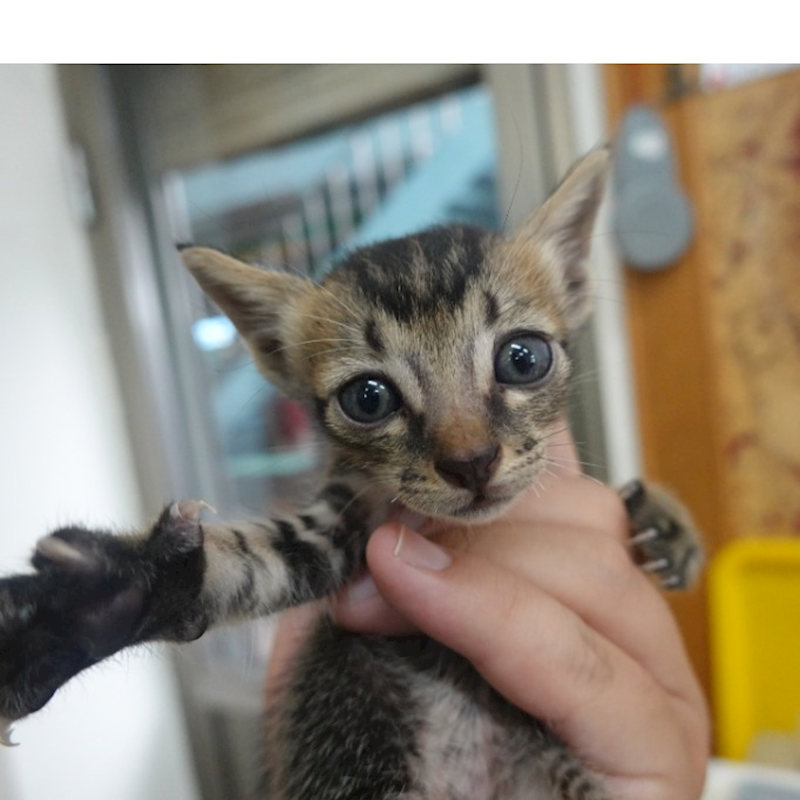 臺南市動物之家灣裡站,編號:460628, 混種貓                 