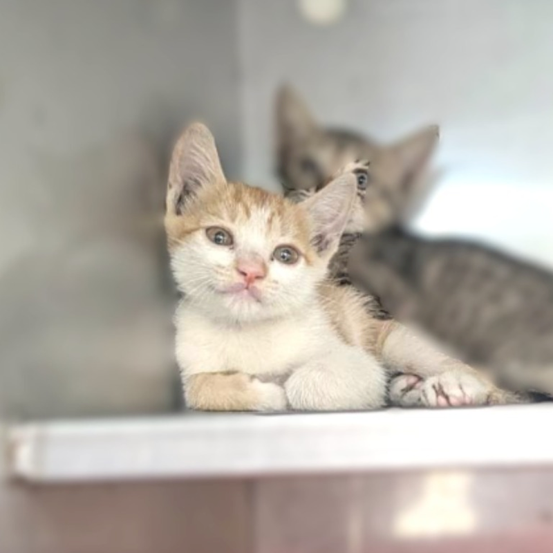 新竹縣動物保護教育園區,編號:464240, 混種貓                 