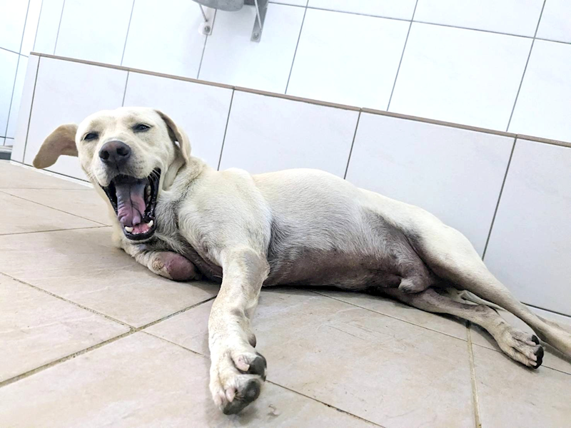 新竹縣動物保護教育園區,編號:464239, 混種犬          