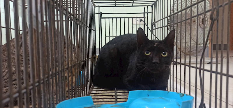 金門縣動物收容中心,編號:464230, 混種貓                 