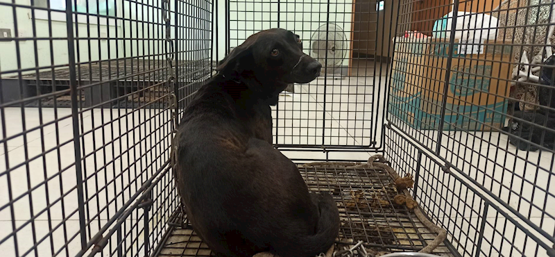 金門縣動物收容中心,編號:464228, 混種犬          