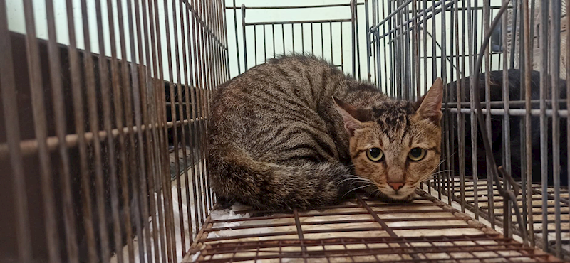 金門縣動物收容中心,編號:464229, 混種貓                 