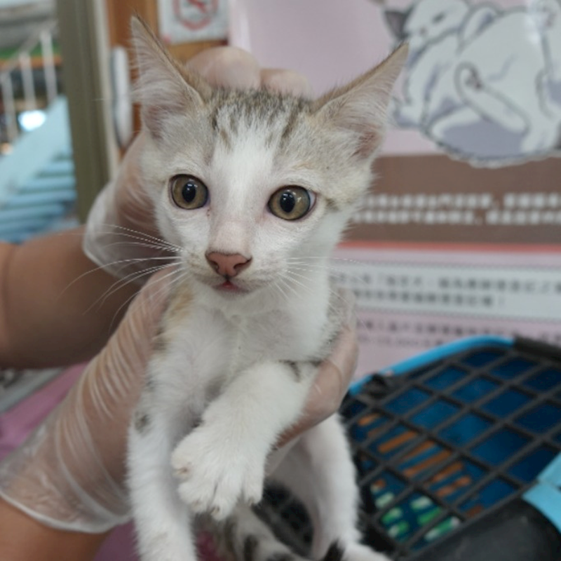 臺南市動物之家灣裡站,編號:459396, 混種貓                 