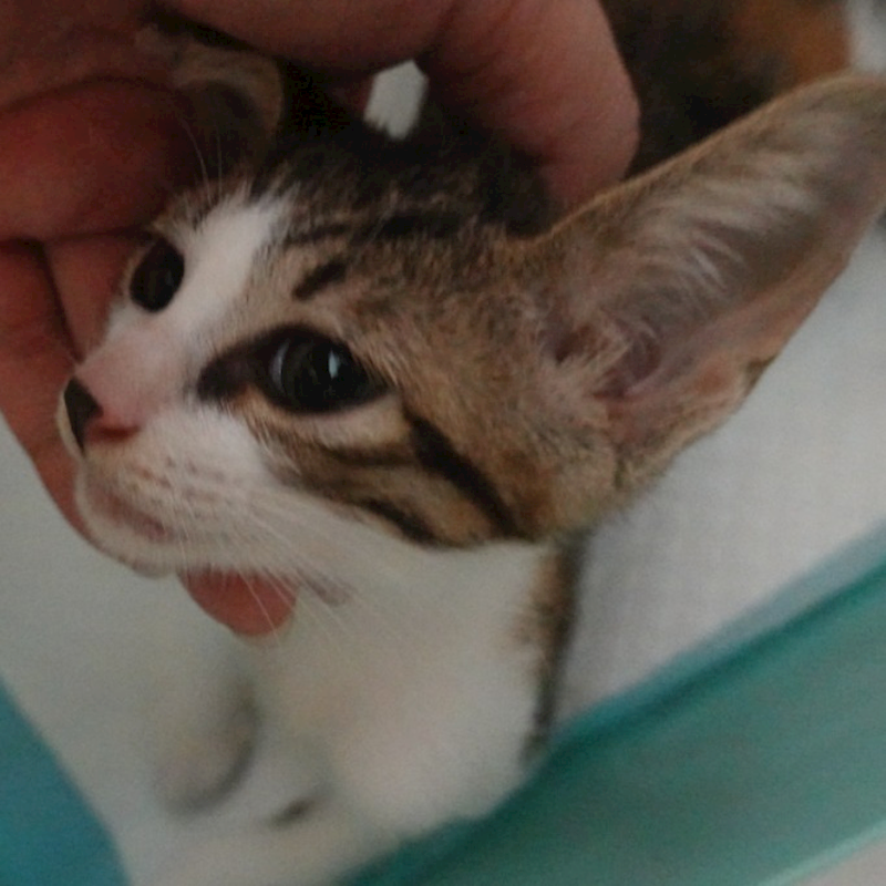臺南市動物之家灣裡站,編號:459599, 混種貓                 