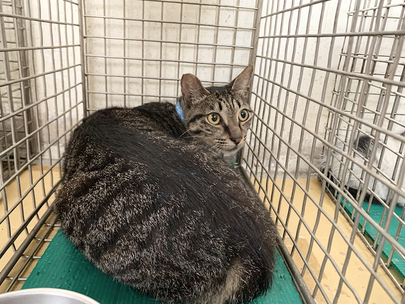臺北市動物之家,編號:458538, 混種貓                 