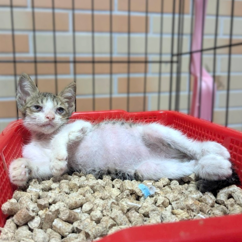 新竹縣動物保護教育園區,編號:463541, 混種貓                 