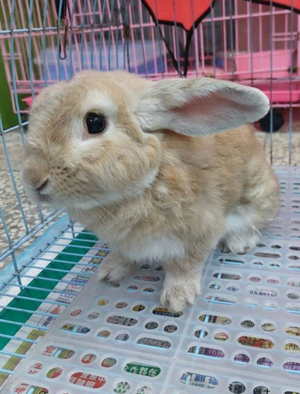 宜蘭縣流浪動物中途之家,編號:464376, 混種家兔