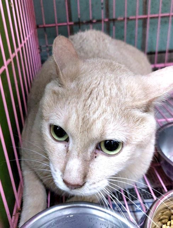 宜蘭縣流浪動物中途之家,編號:464378, 混種貓                 