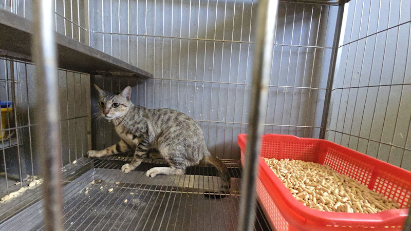 新竹市動物保護教育園區,編號:463879, 混種貓                 