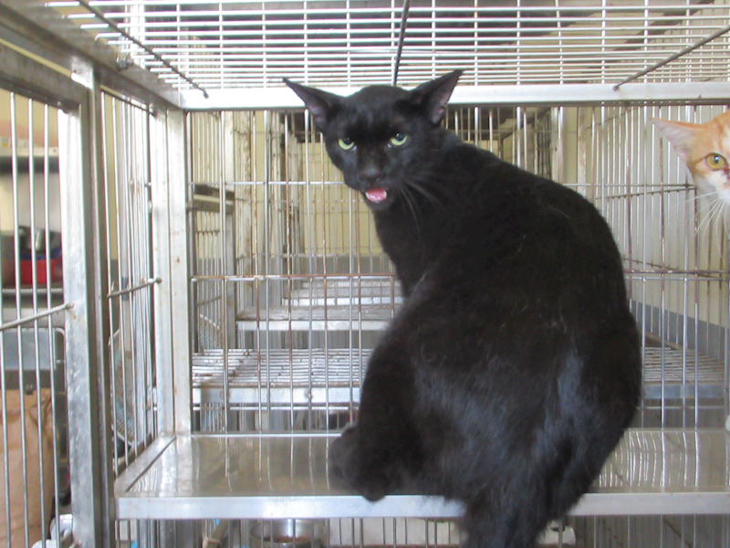 新竹市動物保護教育園區,編號:461406, 混種貓                 
