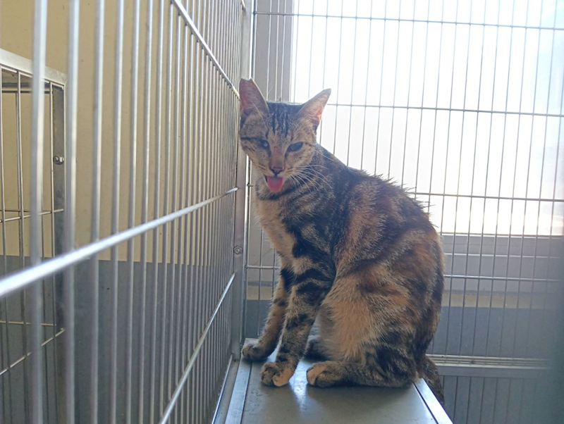 新竹市動物保護教育園區,編號:460282, 混種貓                 