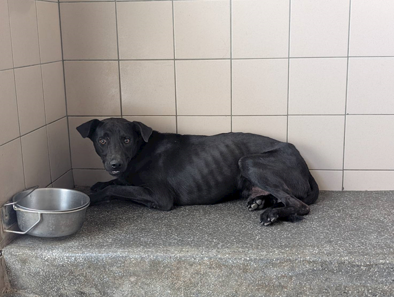 高雄市燕巢動物保護關愛園區,編號:422018, 混種犬          
