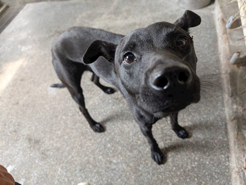 高雄市燕巢動物保護關愛園區,編號:443435, 混種犬          