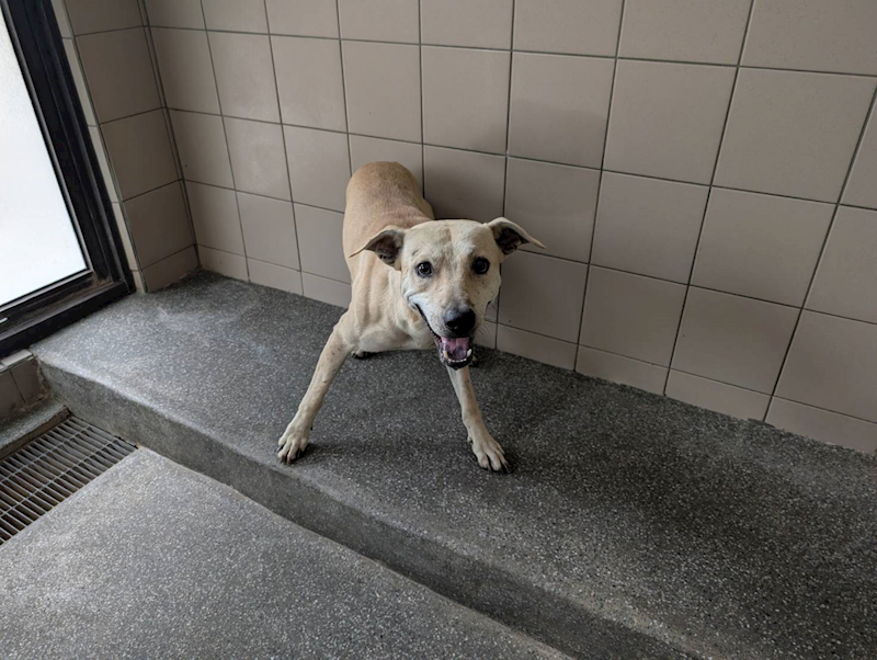 高雄市燕巢動物保護關愛園區,編號:443434, 混種犬          