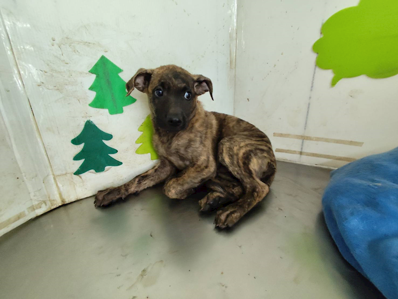 高雄市燕巢動物保護關愛園區,編號:422671, 混種犬          