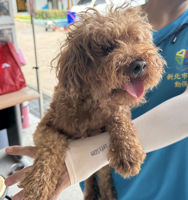 新北市板橋區公立動物之家,編號:464312, 貴賓犬        