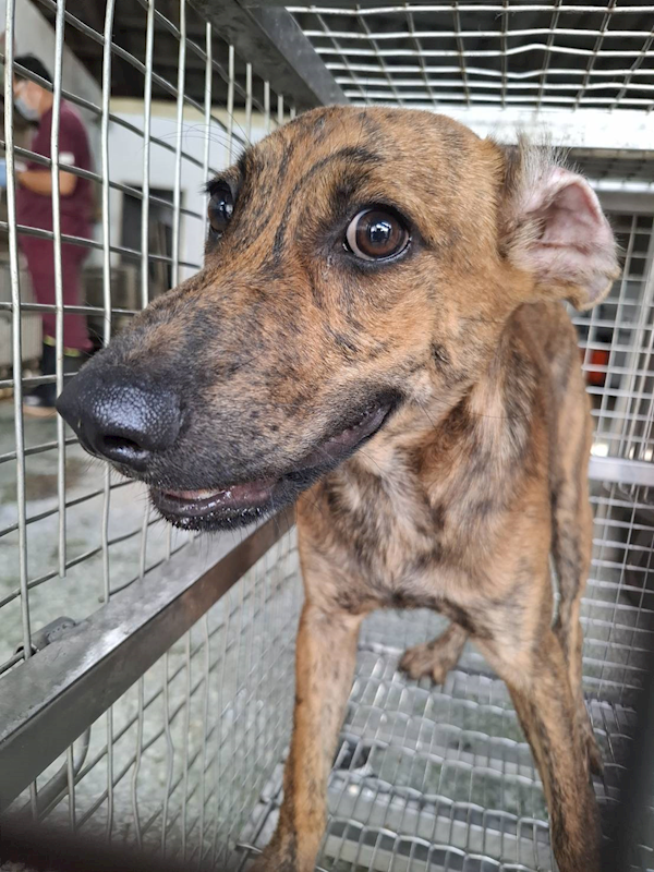臺南市動物之家善化站,編號:464357, 混種犬          