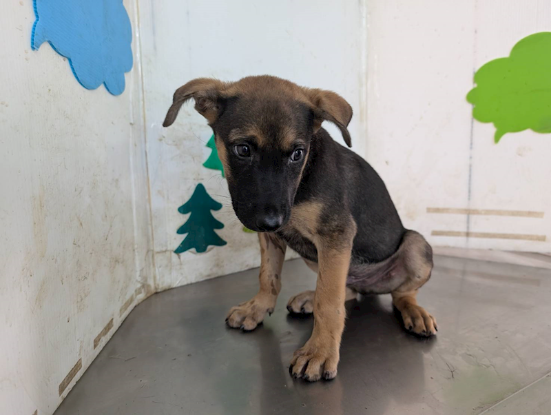 高雄市燕巢動物保護關愛園區,編號:423522, 混種犬          