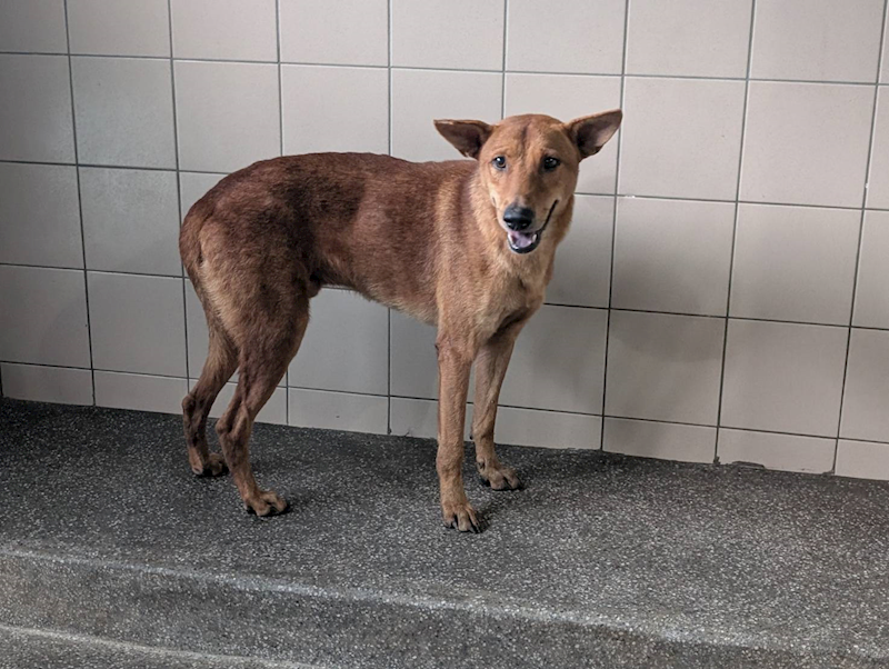 高雄市燕巢動物保護關愛園區,編號:422023, 混種犬          