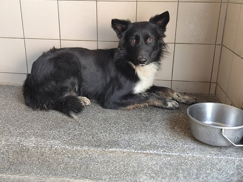 高雄市燕巢動物保護關愛園區,編號:398522, 混種犬          