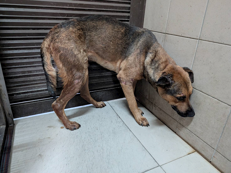 高雄市燕巢動物保護關愛園區,編號:443437, 混種犬          