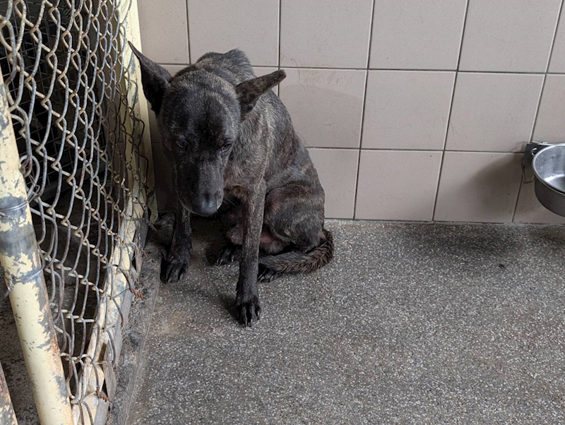 高雄市燕巢動物保護關愛園區,編號:464352, 混種犬          