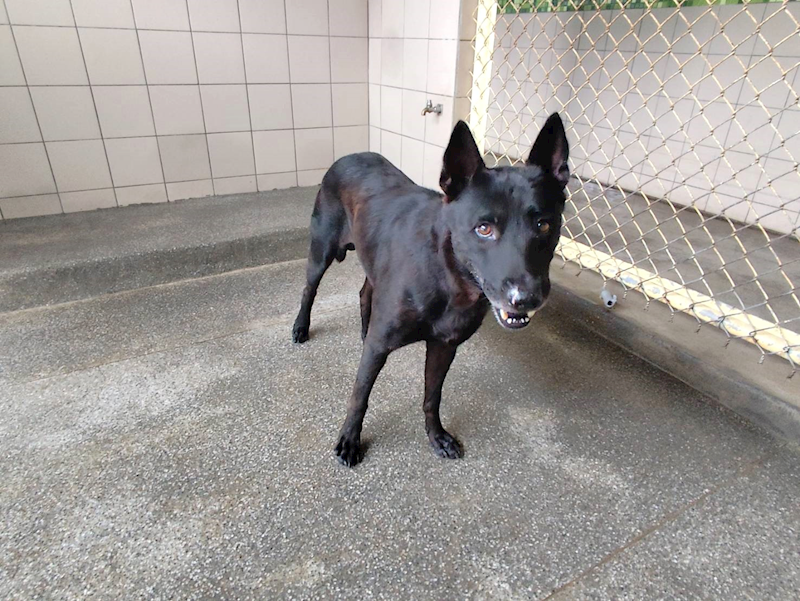 高雄市燕巢動物保護關愛園區,編號:464350, 混種犬          