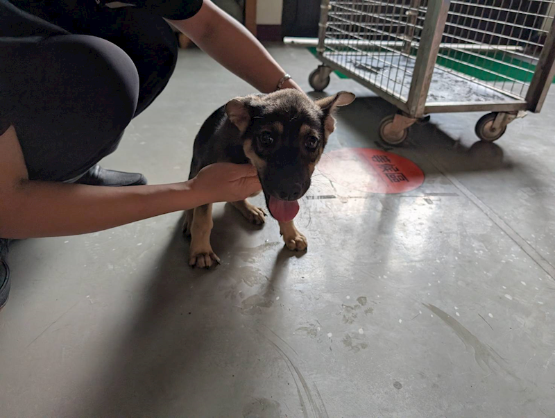 高雄市燕巢動物保護關愛園區,編號:464349, 混種犬          
