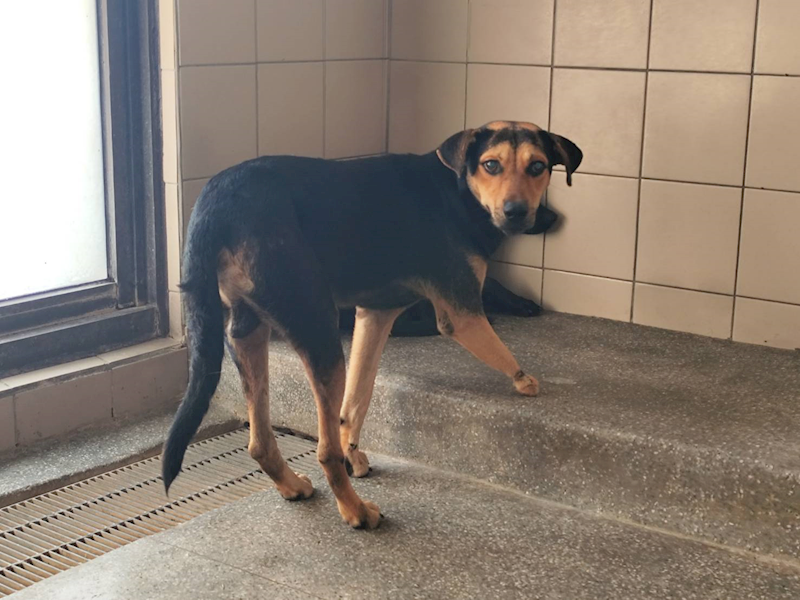 高雄市燕巢動物保護關愛園區,編號:424594, 混種犬          