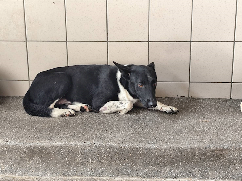 高雄市燕巢動物保護關愛園區,編號:424584, 混種犬          