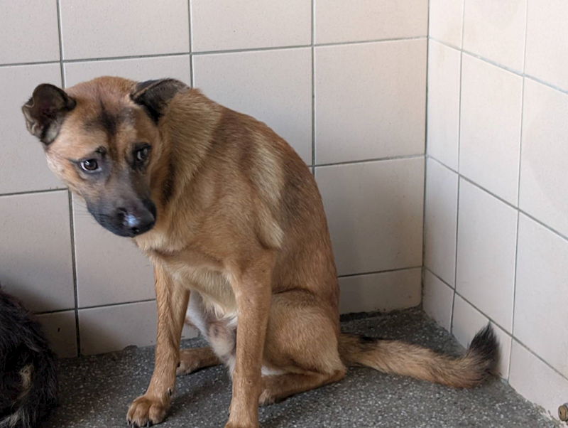 高雄市燕巢動物保護關愛園區,編號:424048, 混種犬          
