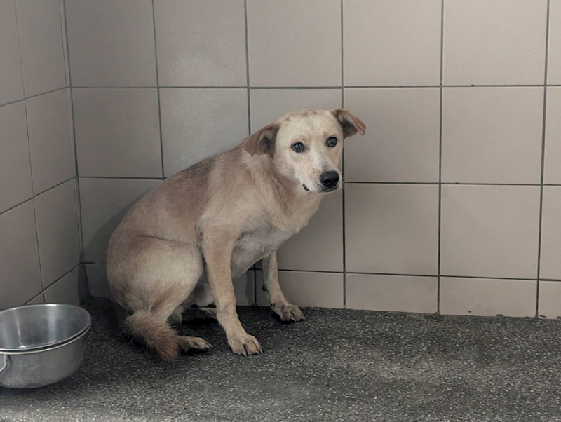 高雄市燕巢動物保護關愛園區,編號:424050, 混種犬          