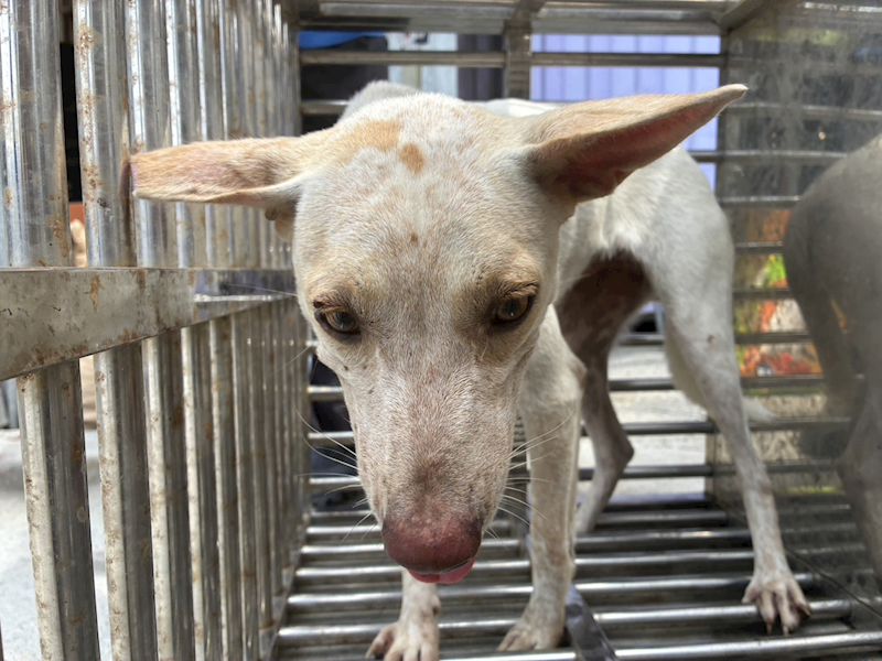 彰化縣流浪狗中途之家臨時收容所,編號:464326, 混種犬          