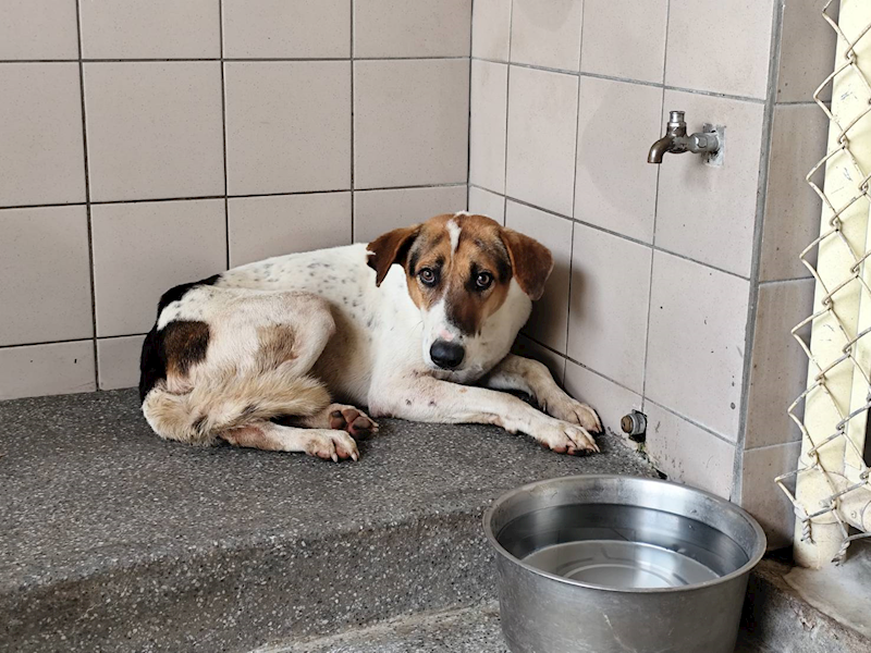 高雄市燕巢動物保護關愛園區,編號:424581, 混種犬          