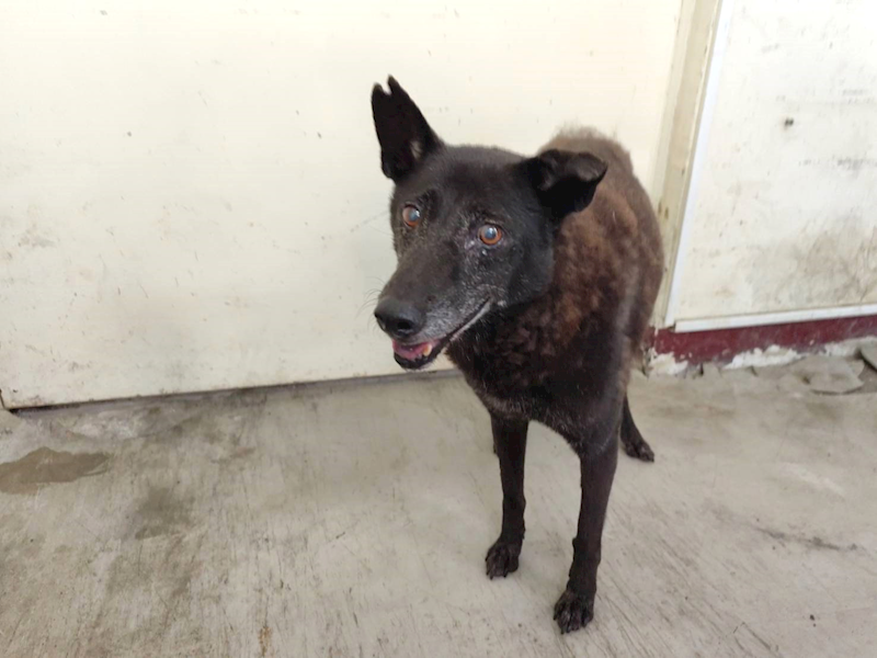 高雄市燕巢動物保護關愛園區,編號:464348, 混種犬          