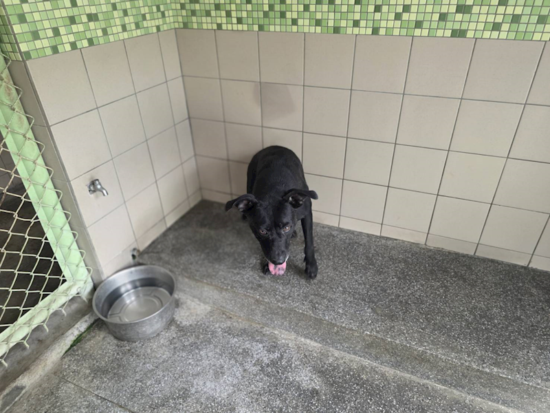 高雄市燕巢動物保護關愛園區,編號:464346, 混種犬          