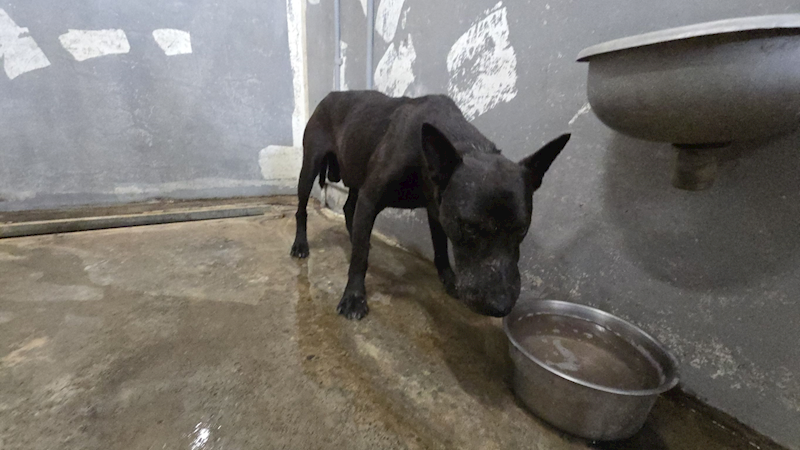 新竹市動物保護教育園區,編號:462038, 混種犬          