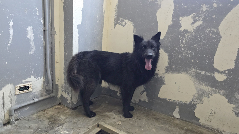 新竹市動物保護教育園區,編號:461648, 混種犬          