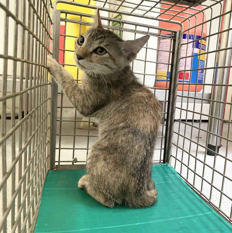 臺北市動物之家,編號:464344, 混種貓                 