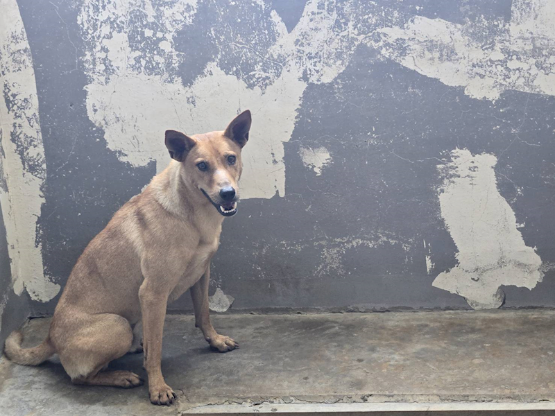 新竹市動物保護教育園區,編號:461827, 混種犬          