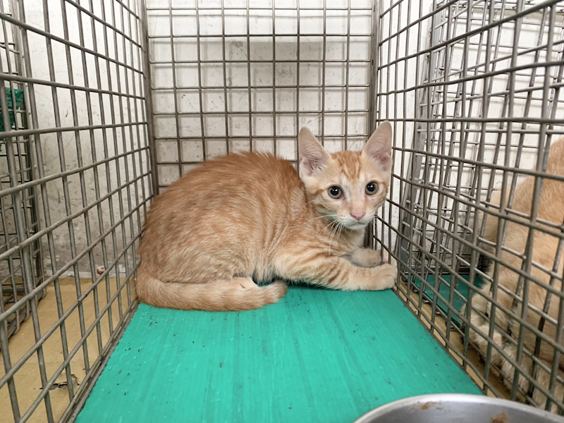 臺北市動物之家,編號:464340, 混種貓                 