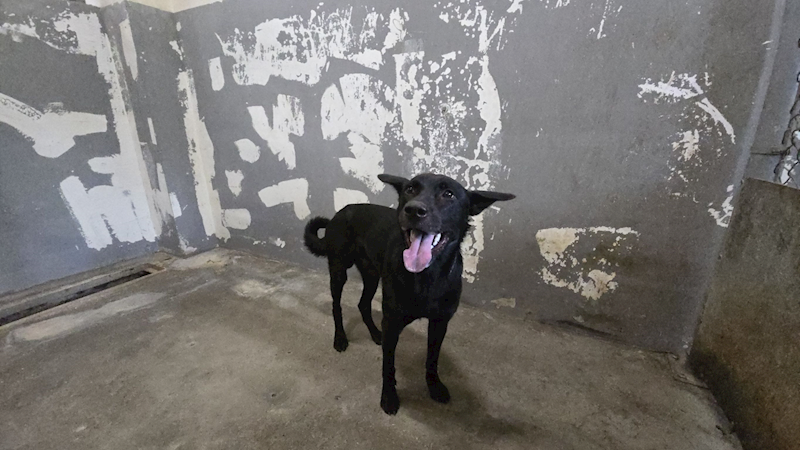 新竹市動物保護教育園區,編號:462662, 混種犬          
