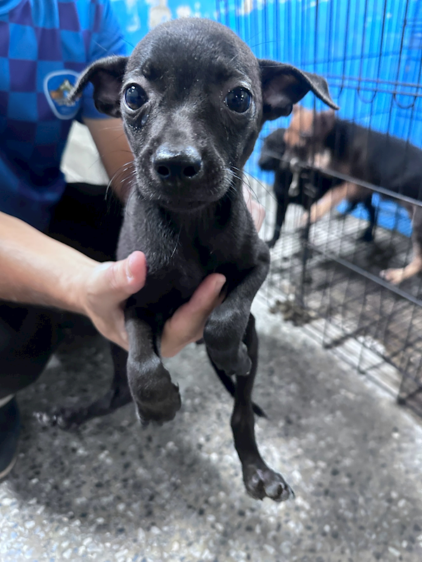 苗栗縣動物保護教育園區,編號:463462, 混種犬          