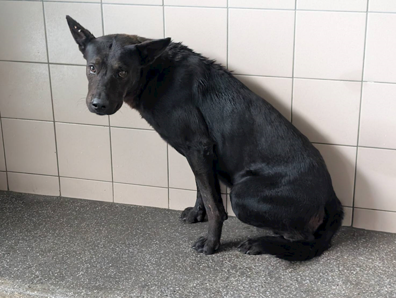 高雄市燕巢動物保護關愛園區,編號:424224, 混種犬          
