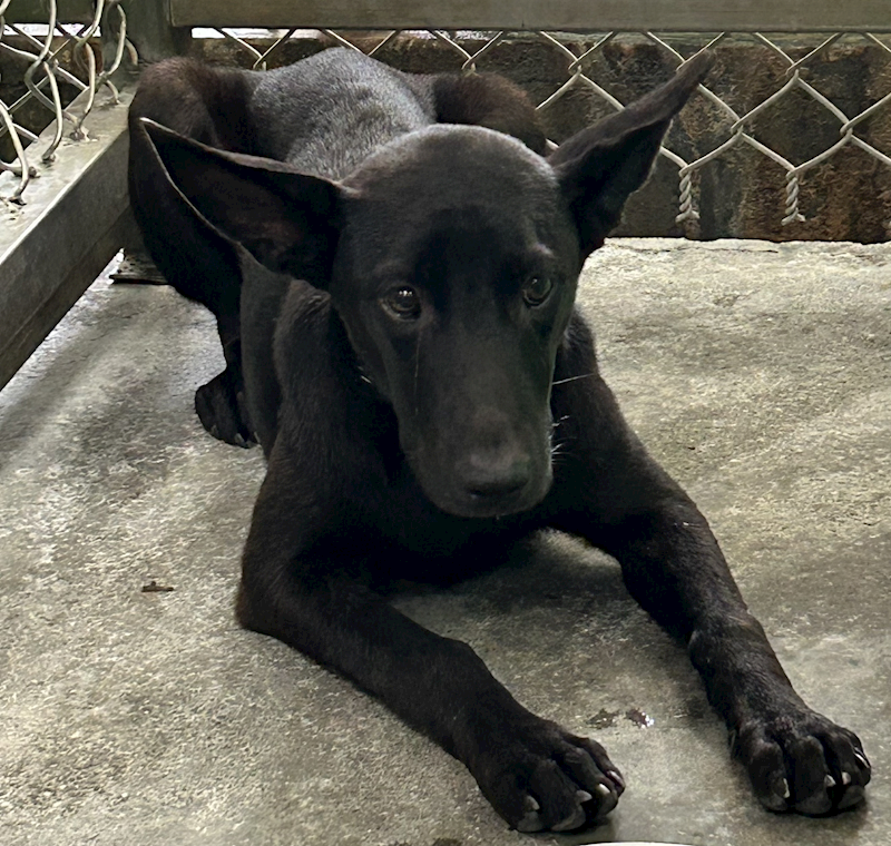 臺東縣動物收容中心,編號:464185, 混種犬          