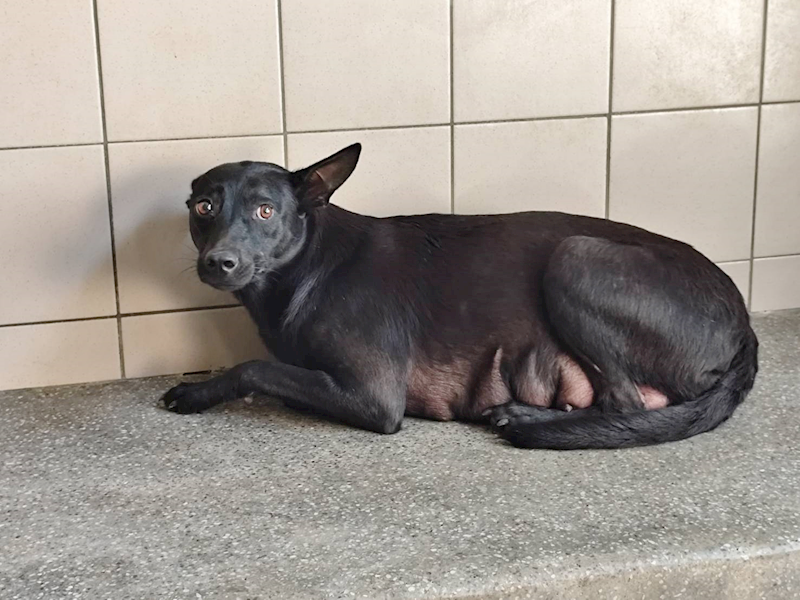高雄市燕巢動物保護關愛園區,編號:464297, 混種犬          