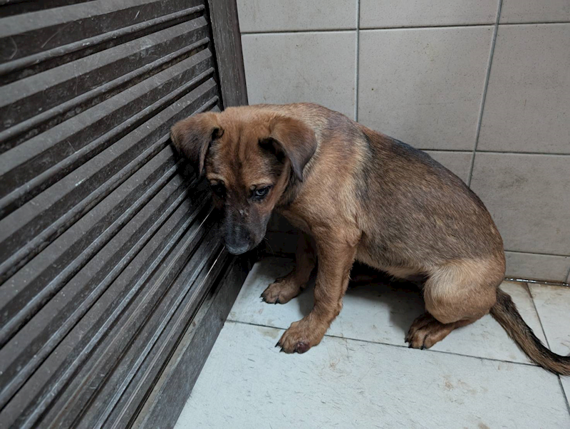 高雄市燕巢動物保護關愛園區,編號:422700, 混種犬          
