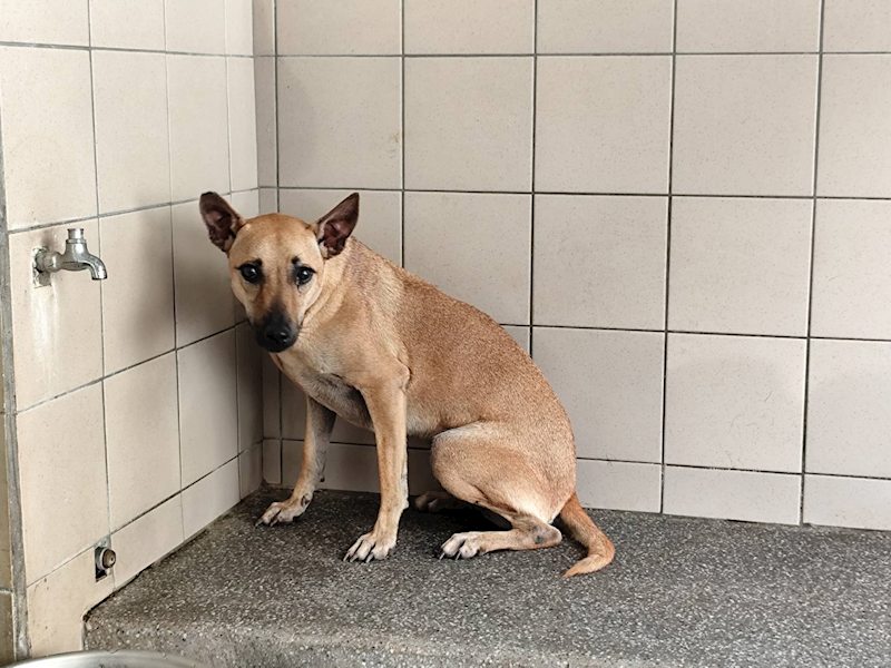 高雄市燕巢動物保護關愛園區,編號:422106, 混種犬          