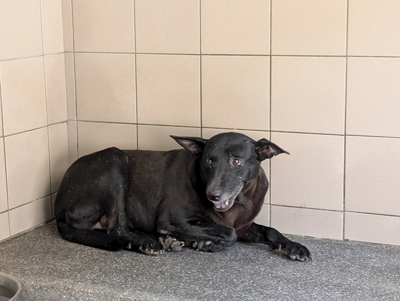 高雄市燕巢動物保護關愛園區,編號:422087, 混種犬          
