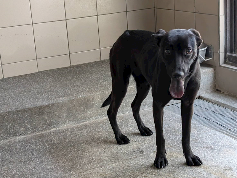 高雄市燕巢動物保護關愛園區,編號:422083, 混種犬          